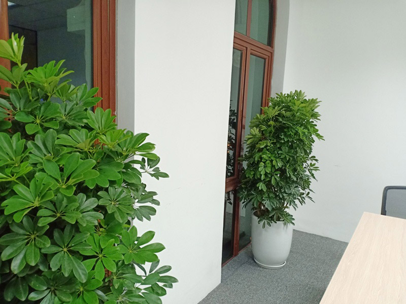 cách bố trí cây cảnh trước nhà