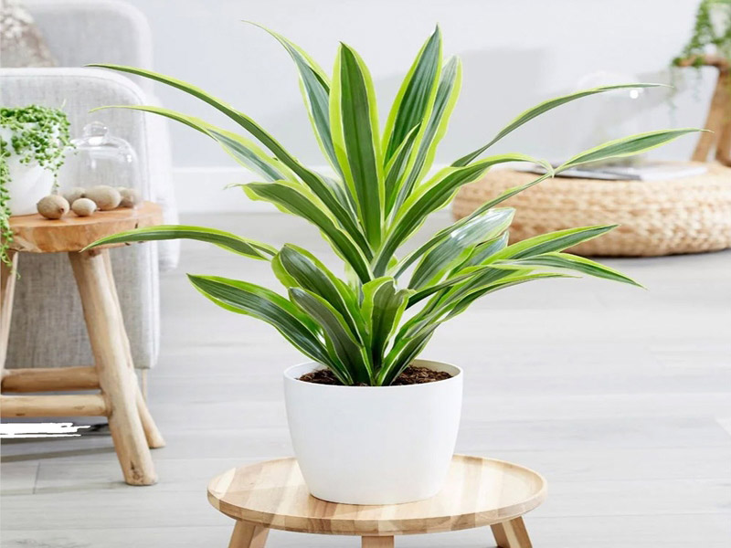 cách bố trí cây cảnh trước nhà