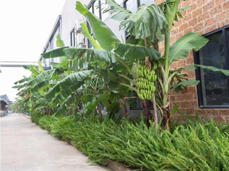 trồng cây sau nhà hợp phong thủy