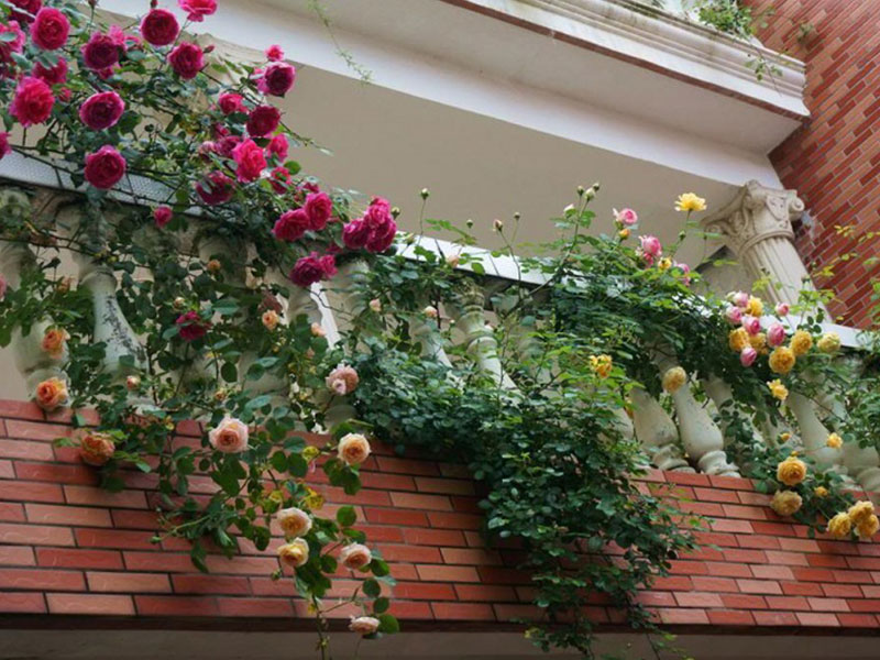 trang trí ban công bằng cây xanh