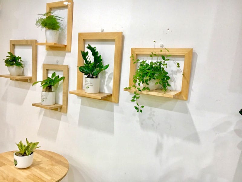 trang trí cây cảnh trong phòng khách