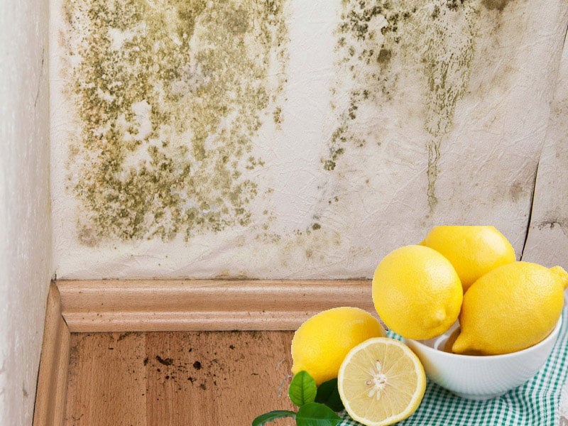 xử lý tường nhà bị ẩm mốc